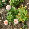 Peach Swirl ™ rose photo