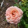 Peach Swirl ™ rose photo