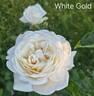 White Gold rose photo