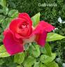 Gallivarda rose photo