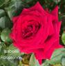 Isabella Rossellini ™ rose photo