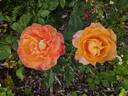 Diane Loomer rose photo