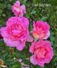 Gail Borden rose photo