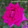 Canadian Northlight rose photo