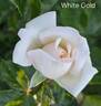 White Gold rose photo