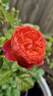 Cinnabar Bowl rose photo