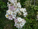 Rosy Boom rose photo