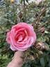 Peach Melba rose photo