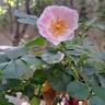 See You in Rosé rose photo