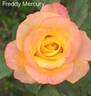 Freddy Mercury rose photo