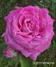 Summerwine rose photo