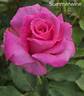 Summerwine rose photo