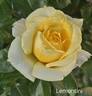 Lemontini™ rose photo