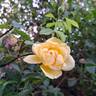 Eureka ® rose photo