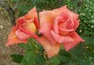 Charme de Vienne rose photo