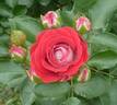 Gaku no Yume rose photo