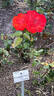 Domstadt Fulda ® rose photo