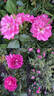 Turbo ™ rose photo