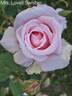 Mrs. Lovell Swisher rose photo