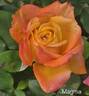 Magma rose photo