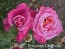 Princess Chichibu rose photo
