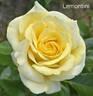 Lemontini™ rose photo