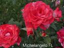 Michelangelo rose photo