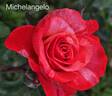 Michelangelo rose photo