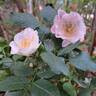 See You in Rosé rose photo