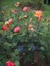 SAS 428-16 rose photo