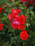 KENmovinon rose photo