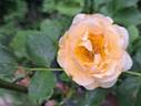 Jardin des Tuileries ® rose photo
