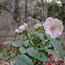See You in Rosé rose photo
