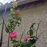 Borneo Odore Clg rose photo
