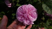 Madame Lauriol de Barny rose photo