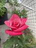 First Prize rose photo