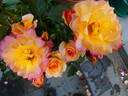 LandLust rose photo