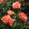 Rainbow Warrior rose photo