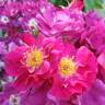 Night Owl ™ rose photo