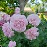 Jasmina ™ rose photo