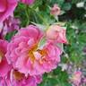 Mauvelous rose photo