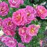Mauvelous rose photo