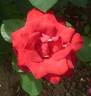 Antonia Ridge ® rose photo
