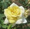 Golden Girl rose photo
