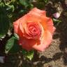 Königin der Rosen ® rose photo