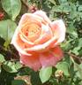 Janina ® rose photo
