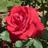 Kanpai rose photo