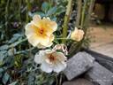 Dolomitica rose photo