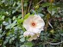 Dolomitica rose photo