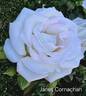 Janet Carnochan rose photo